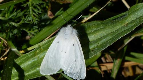 Diaphora mendica